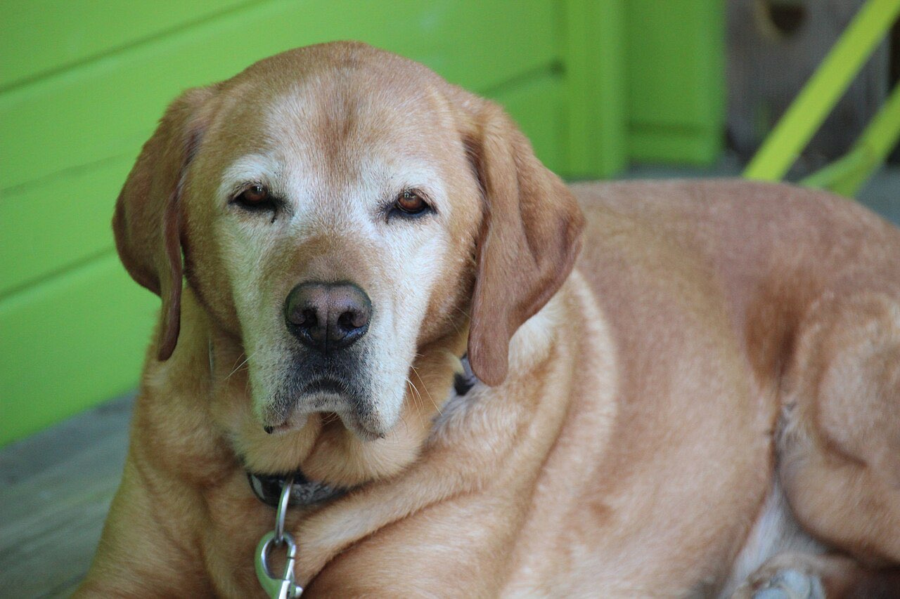 An older yellow Labrador retriever with a gray-white muzzle lying on a wooden porch